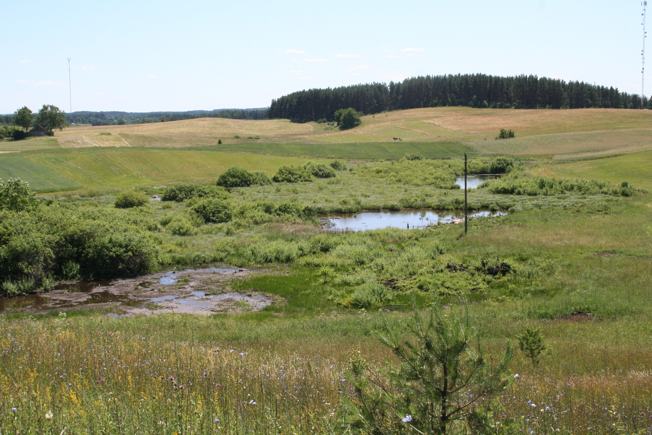 A habitat of pond turtle and red bellied toad after restoration